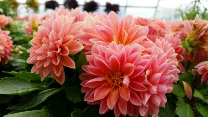 Decorative Dahlia Lily Christopherson