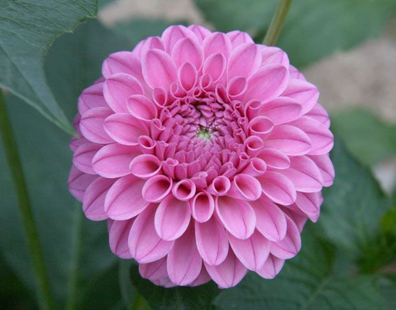 Decorative Dahlia Lynn Clark