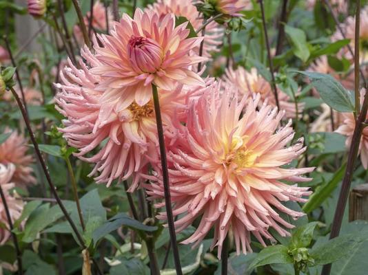 Miniature Semi-Cactus Dahlia Maggie Austin