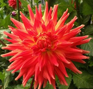 Decorative Dahlia Malvern Martha