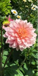 Waterlily Dahlia Maureen Kitchener