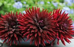 Semi-Cactus Dahlia 'Wouter Champion'