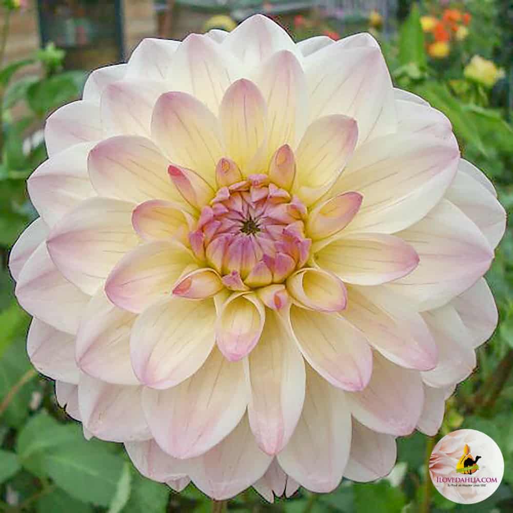 Miniature Decorative Dahlia Sturm Kika