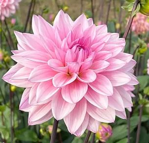 Waterlily Dahlia Tenovus