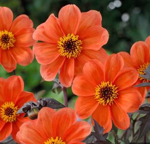 Peony Flowered Dahlia Bishop of Chelmsford