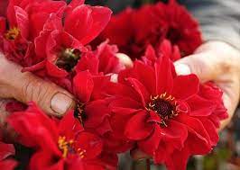 Miniature Peony Flowered Dahlia Bishop of Winchester