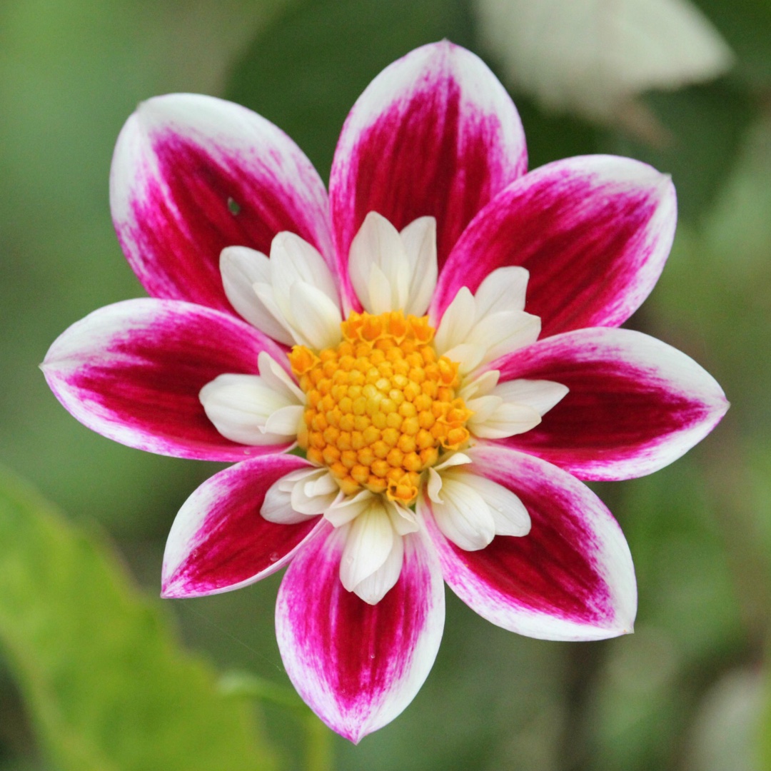 Miniature Collerette Dahlia Blueberry Hill