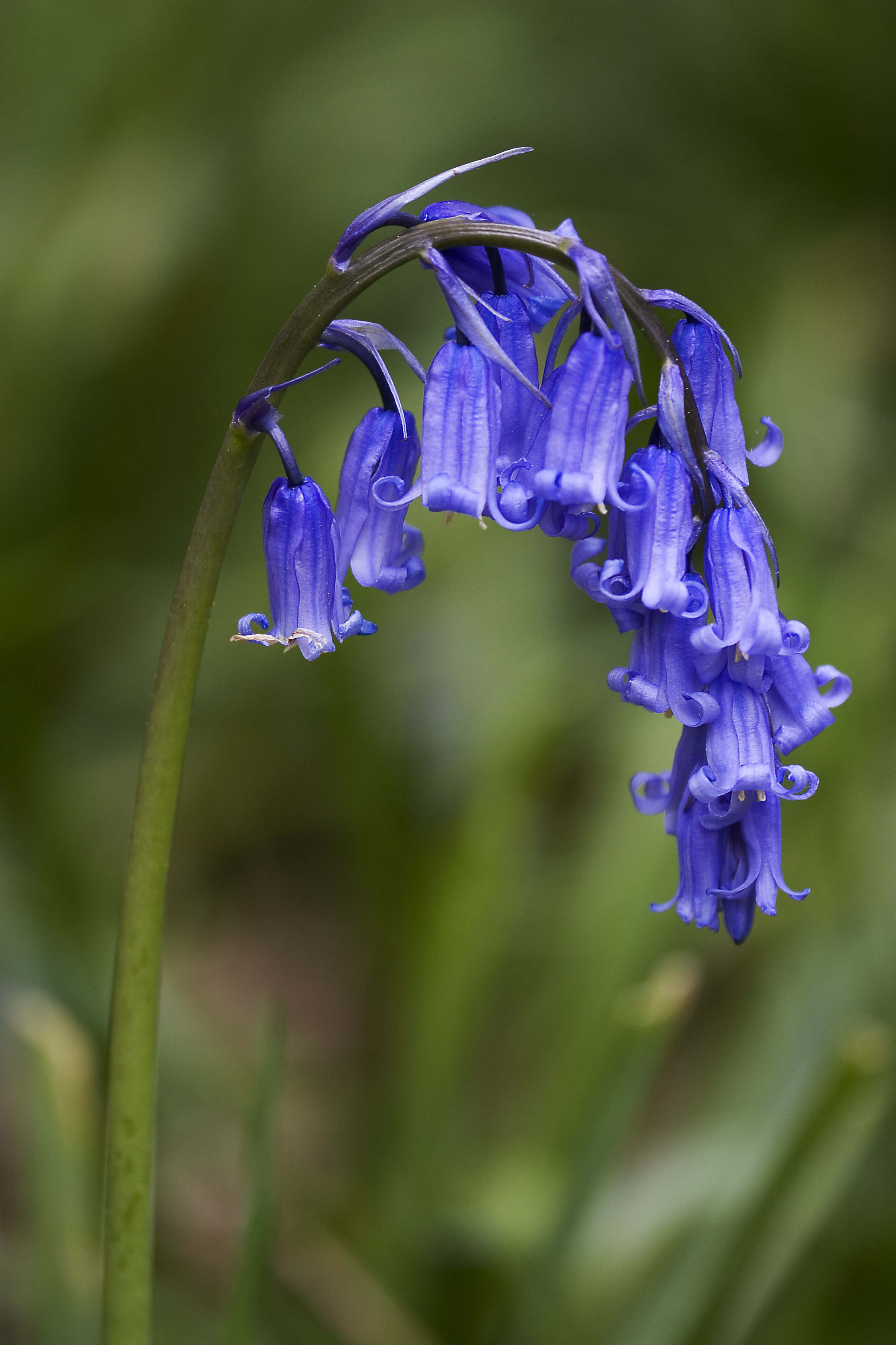 Hyacinthoides Species, English Bluebell, Wild Hyacinth