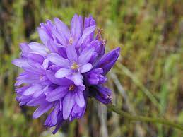 Dichelostemma Species, Forktooth Ookow