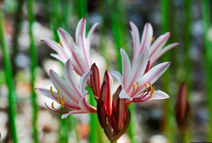 Peppermint Surprise Lily