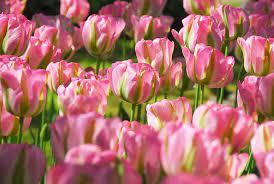 Viridiflora Tulip Groenland