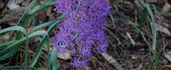 Leopoldia Species, Feather Muscari, Feather, Fringe Hyacinth, Tassel Hyacinth
