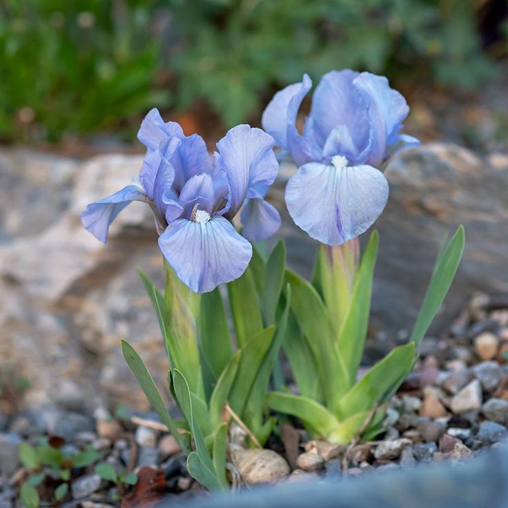 Miniature Dwarf Bearded Iris Azurea