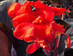 Canna Lily Red Velvet