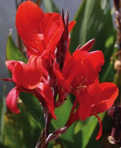 Canna Lily Royal Red