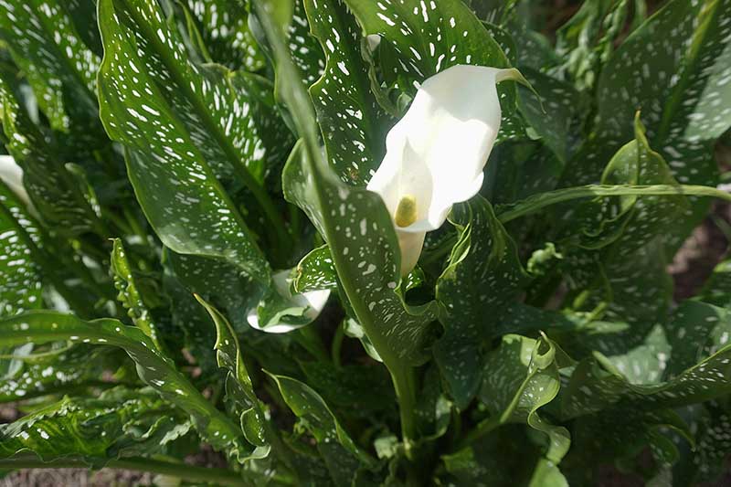 Zantedeschia, Arum Lily, Calla Lily Whipped Cream