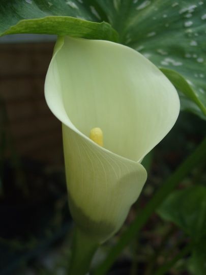 Zantedeschia, Calla Lily, Golden Calla Lily Cream