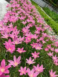 Zephyranthes Species, Rain Lily, Rainlily