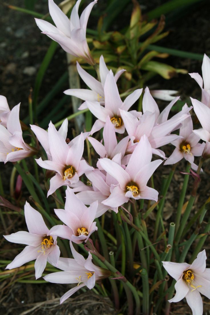 Habranthus, Rain Lily, Rainlily Mini Cherry