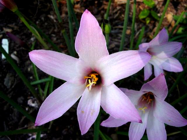 Habranthus, Rain Lily, Rainlily Pink Giraffe