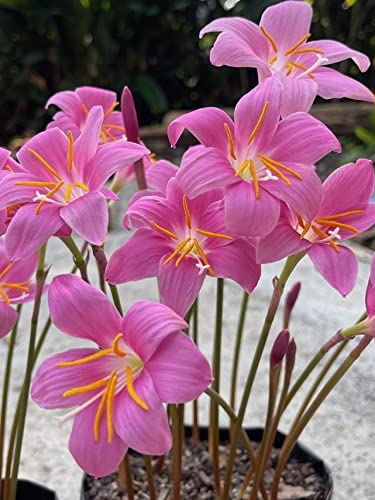 Habranthus, Rain Lily, Rainlily Rex