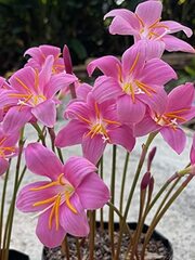 Habranthus, Rain Lily, Rainlily 'Rex'