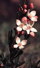 Boronia Species, Narrow-Leaved Boronia, Sticky Boronia