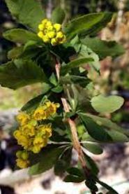 Berberis Species, Allegheny Barberry, American Barberry