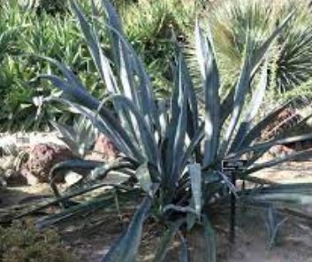 Agave Species, Bombay Hemp, Cantala, Century Plant, Maguey