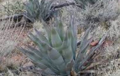 Agave Species, Tonto Basin Agave, Century Plant, Maguey