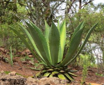 Agave Species, Eggers Century Plant, Maguey