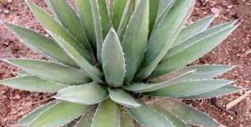 Agave Species, Century Plant, Hardy Agave, Maguey
