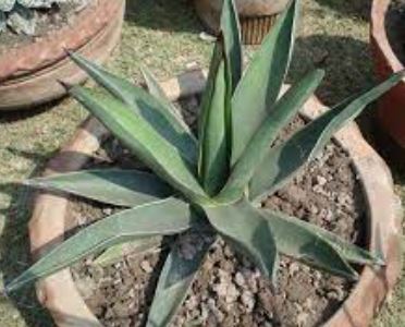 Agave Hybrid, Sharkskin Agave, Century Plant, Maguey Nigra