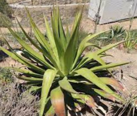 Agave Species, Pendula Agave, Century Plant, Maguey