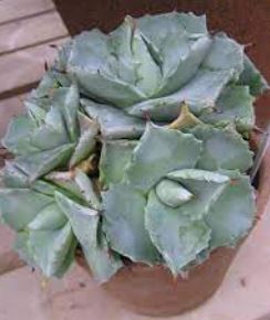 Agave, Butterfly Agave, Century Plant, Maguey Shoji Raijin