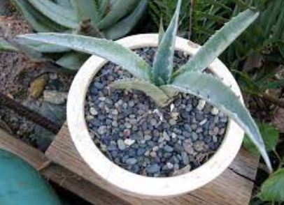 Agave Species, Vizcaino Desert Agave, Century Plant, Maguey