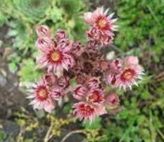 Houseleek, Hen-and-Chickens, Old Man and Woman, Roof House Leek 'Rita Jane'