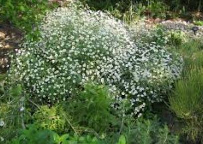 Tanacetum, Silver Tansy Jackpot