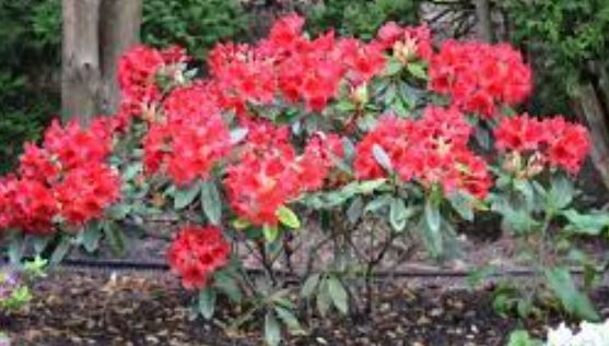 Rhododendron, Elepidote Rhododendron Vulcan