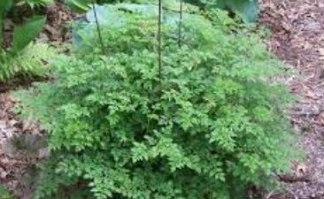 Dwarf Goats Beard Johannisfest