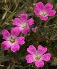 Geranium Species, Hardy Geranium 'Orkney Pink'