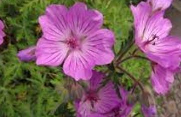 Geranium, Cranesbill, Mallow-Flowered Geranium Sweetheart
