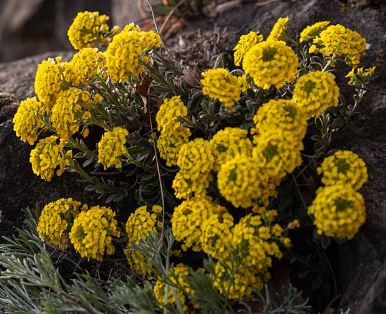 Mountain Alyssum