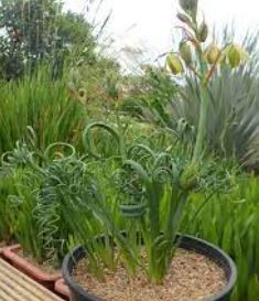 Albuca Species