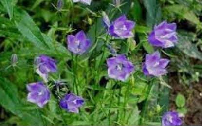 Campanula, Bluebells of Scotland, Harebell, Scottish Harebell Thumbell Blue