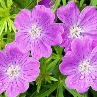 Geranium, Bloody Cranesbill, Hardy Geranium Vision Violet