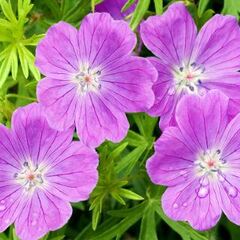 Geranium, Bloody Cranesbill, Hardy Geranium 'Vision Violet'