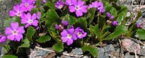Primula Species, Alpine Primrose