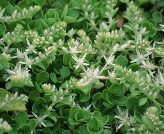 Sedum Species, Woodland Stonecrop Larinem Park