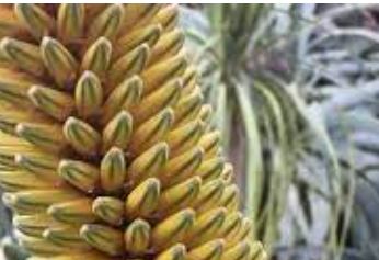 Agave Species, Spicata Agave, Century Plant, Maguey